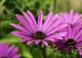 african-daisy