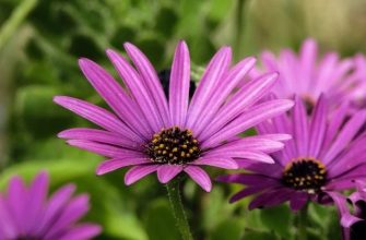 african-daisy