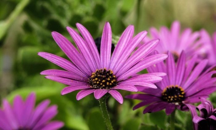 african-daisy