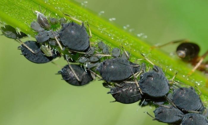 aphids