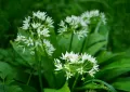 bears-garlic