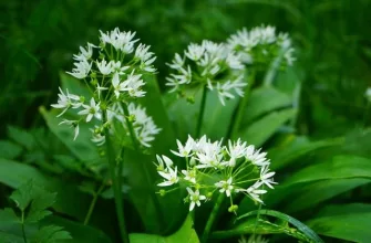 bears-garlic