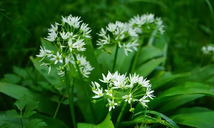 bears-garlic