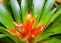 bromeliad