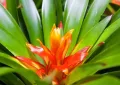 bromeliad