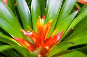 bromeliad