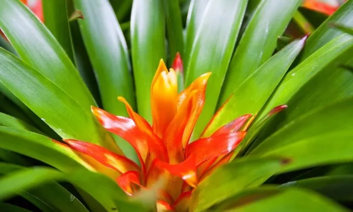 bromeliad