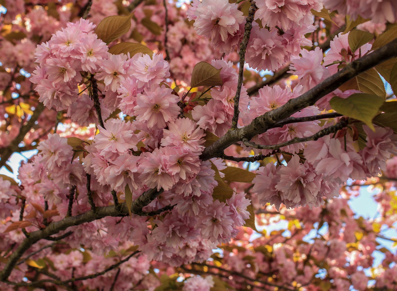 cherry-blossom