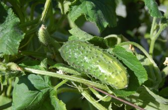 cucumbers