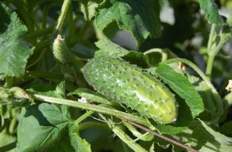 cucumbers