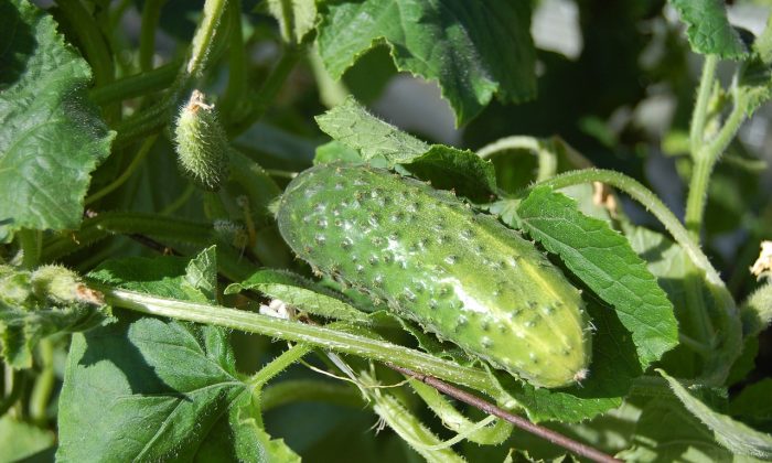 cucumbers