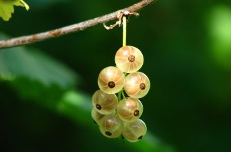 currant-white