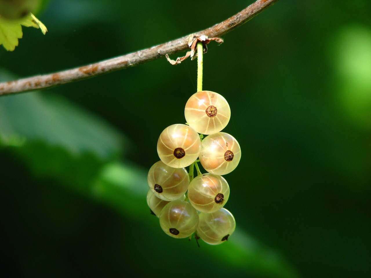 currant-white