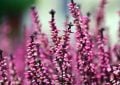 evergreen shrub