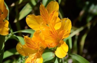 nasturtium