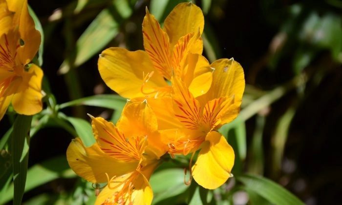 nasturtium