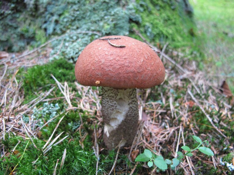 fungus