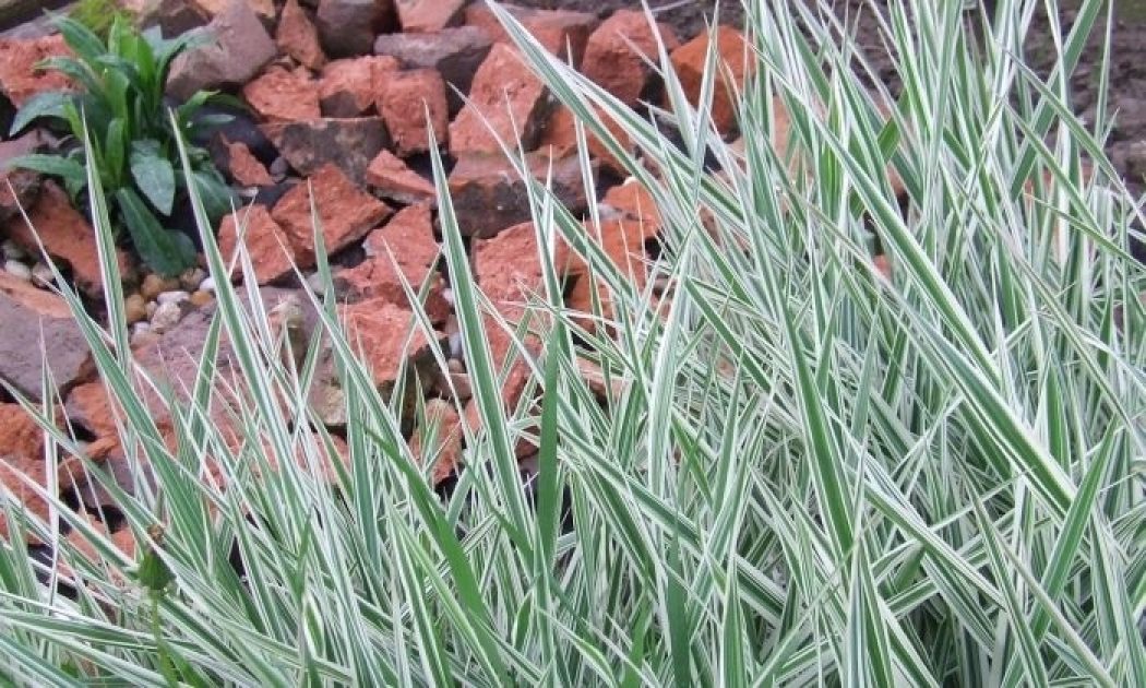 The time to trim ornamental grasses is almost here