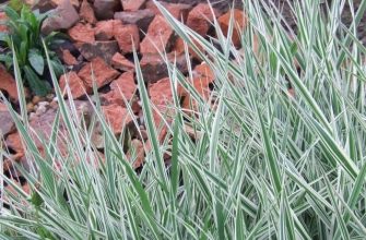 grass