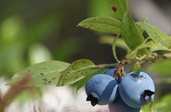 Canadian-blueberries