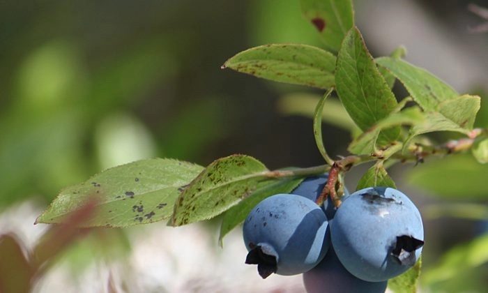 Canadian-blueberries