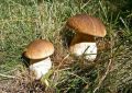 mushrooms