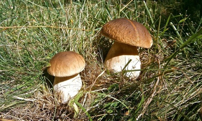 mushrooms