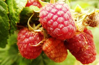raspberries