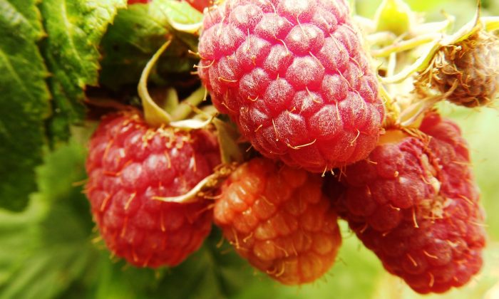 raspberries