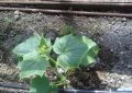 drip-irrigation