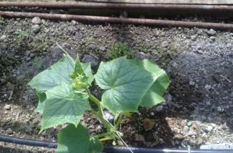 drip-irrigation