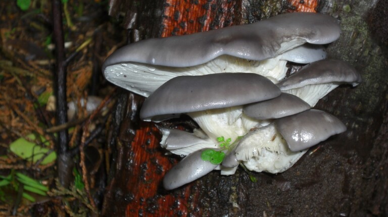 oyster-mushroom