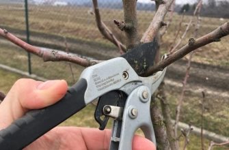 prunning-tree