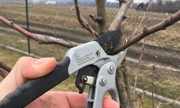 prunning-tree