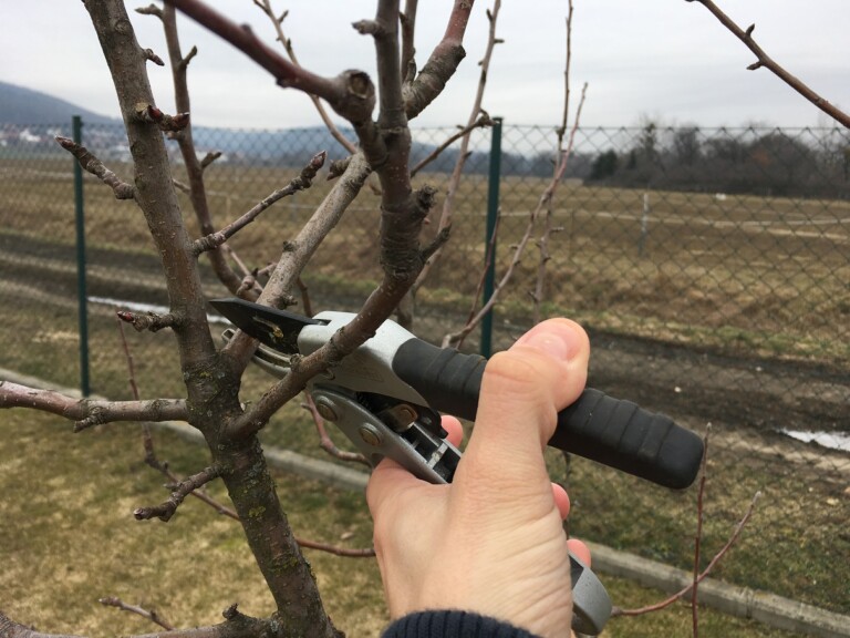 prunning-tree