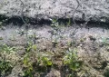 tomato-stakes