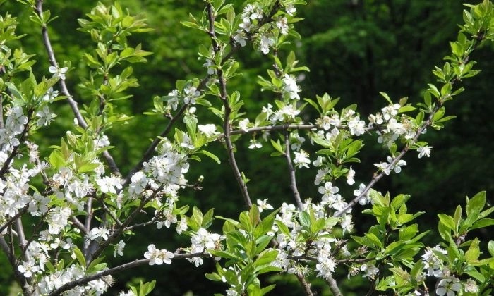 fruit-tree