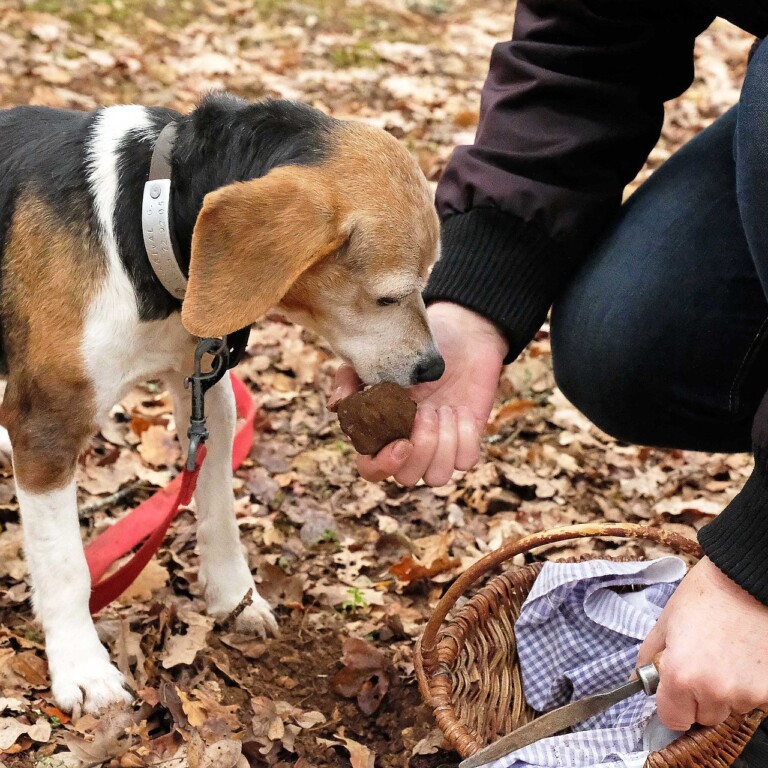 truffle-dog