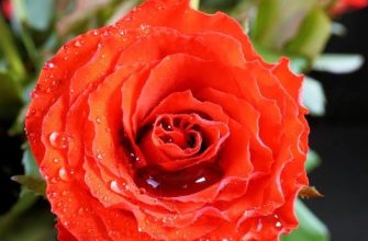 rose