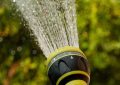 watering