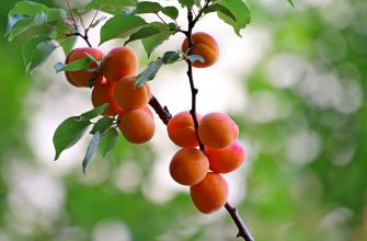 apricots