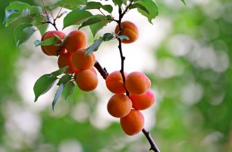 apricots