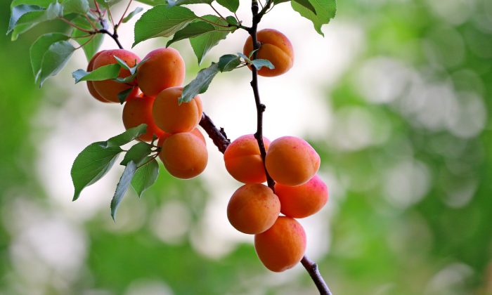 apricots