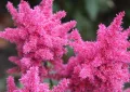 astilbe