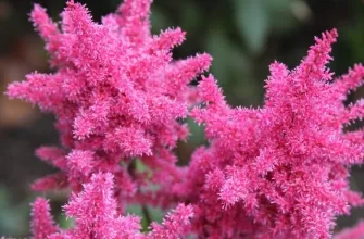 astilbe