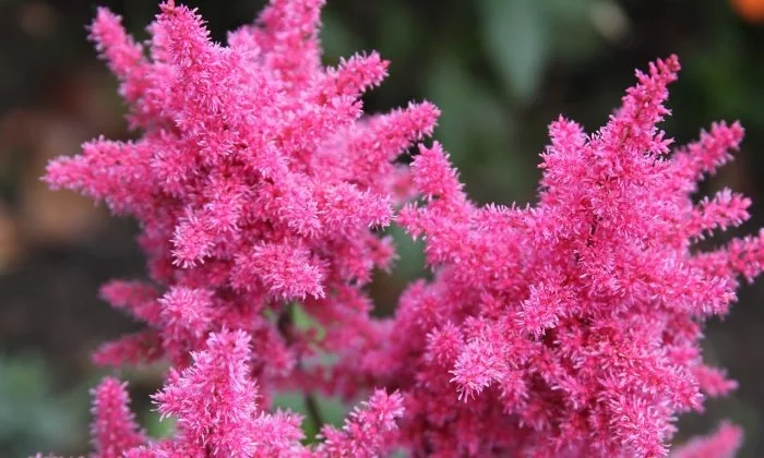 astilbe