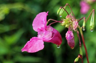 balsam