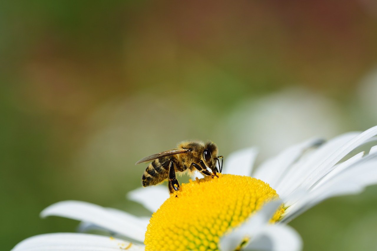 bee