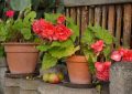 begonias