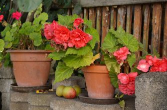 begonias